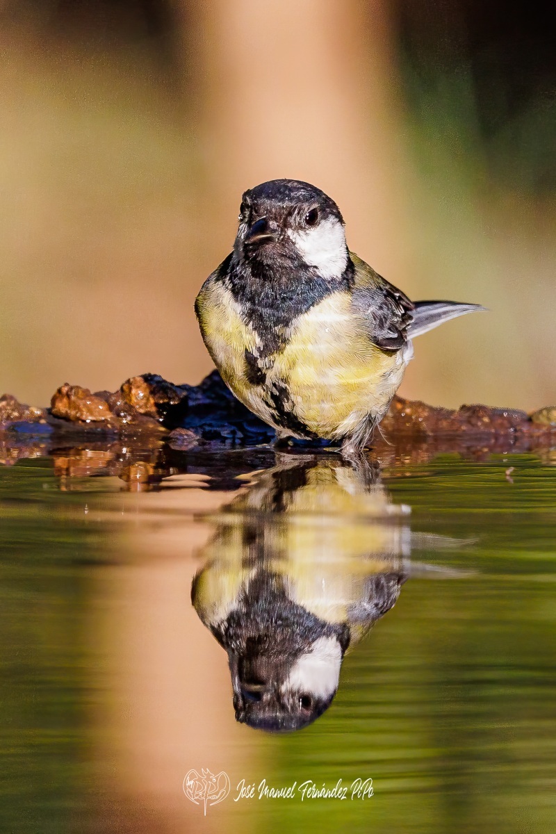 PiPo_543224-Editarrlr