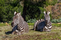 Cebra de Grant. Equus Quagga Boehmi.