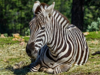 Cebra de Grant. Equus Quagga Boehmi