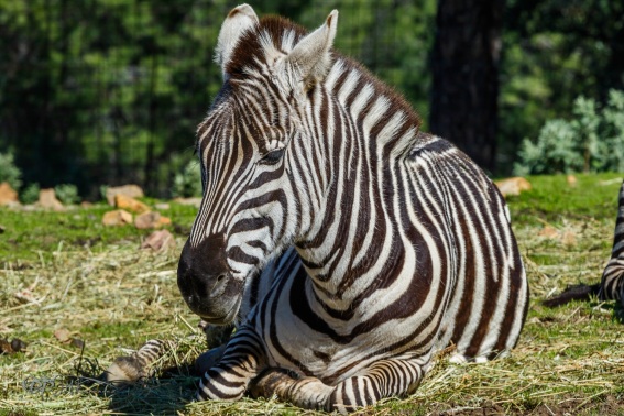 Cebra de Grant. Equus Quagga Boehmi.