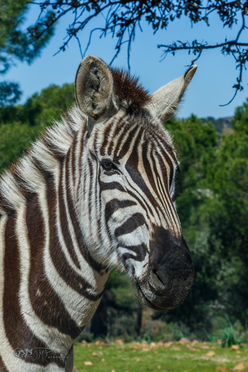 40284931035_b6a3cab2f5_o