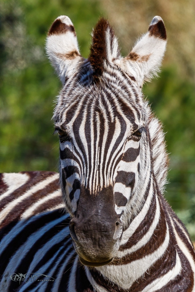 41136346842_8b465da659_o