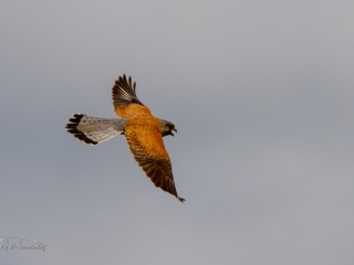 Cernicalo Primilla. Falco Naumanni