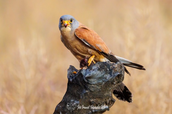 Cernicalo Primilla. Falco Naumanni.