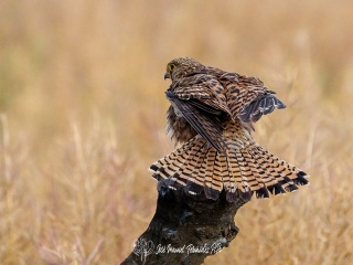 Cernicalo Vulgar. Falco Tinnunculus