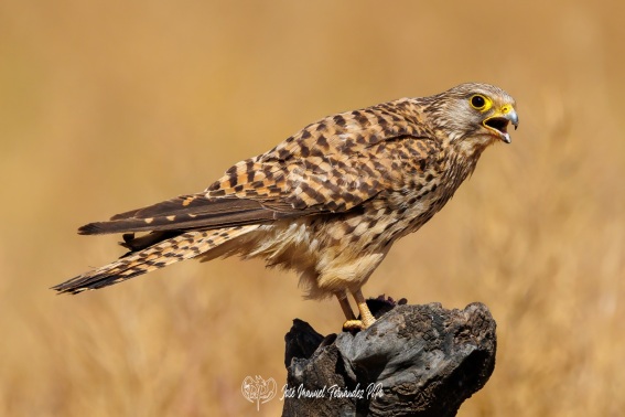 Cernicalo Vulgar. Falco Tinnunculus.