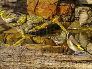 Chamariz. Serin verdecillo. Serinus serinus