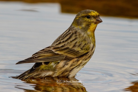 Chamariz. Serin verdecillo. Serinus serinus.