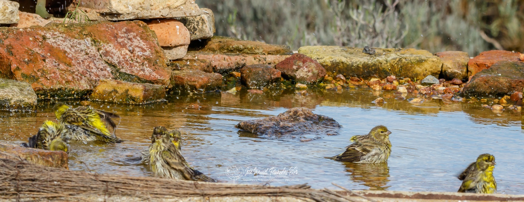 49677172806_980e3fbe9c_or