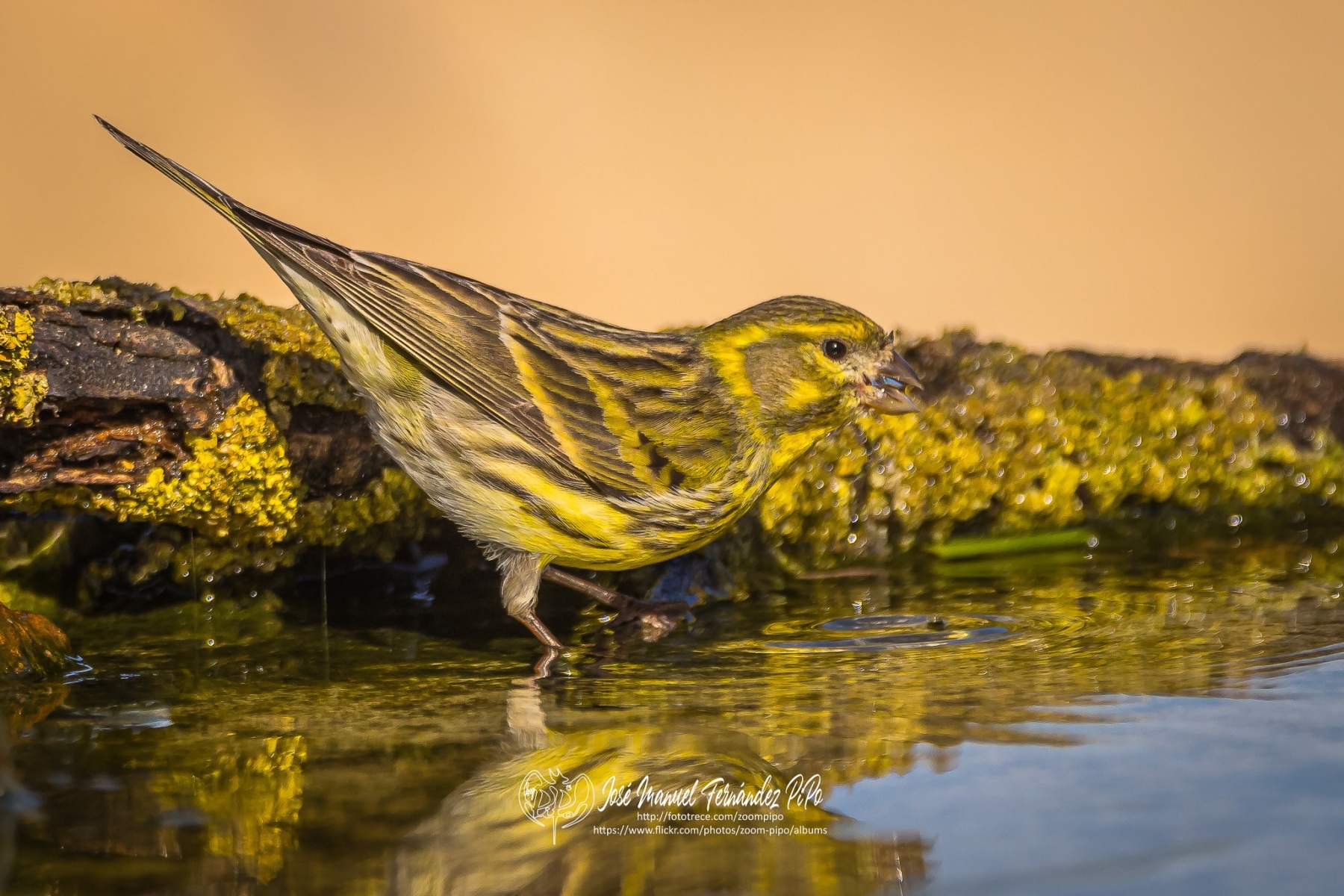 50961556493_bc7857875a_or