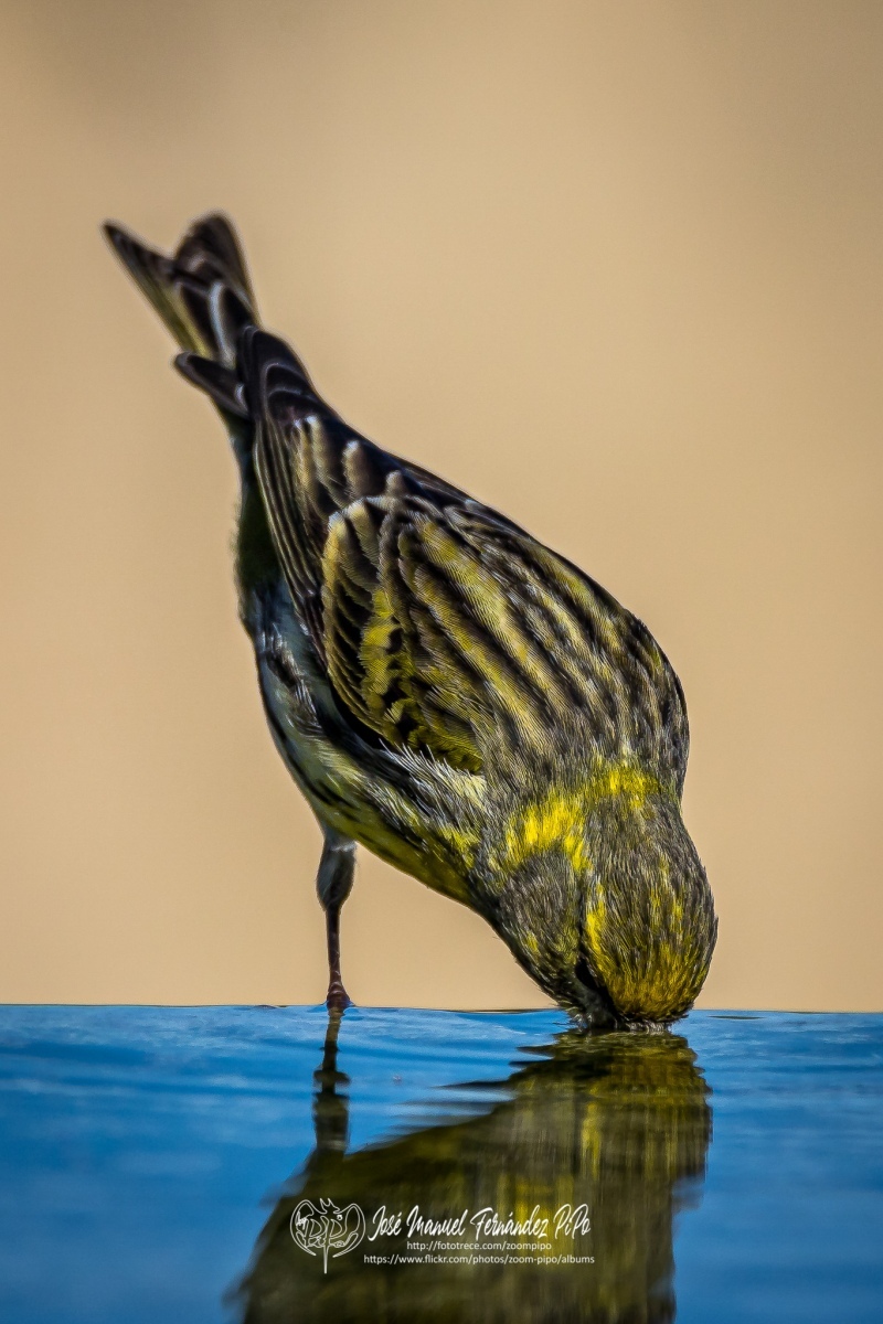 50989291758_2928f7deb9_or