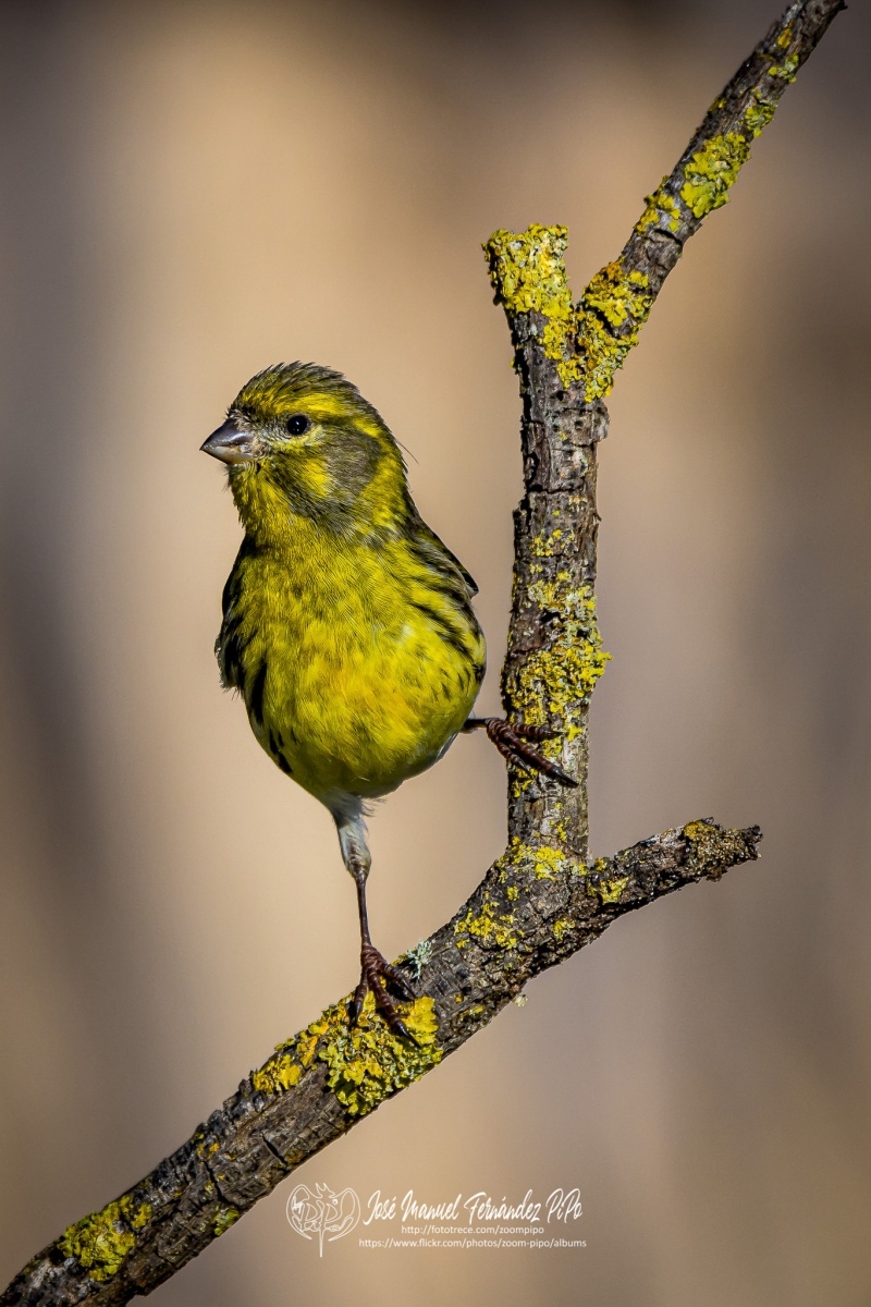 50989291818_830ee6de1d_or