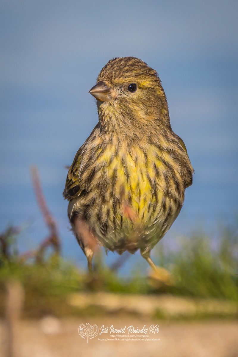 50989993586_599315725f_or