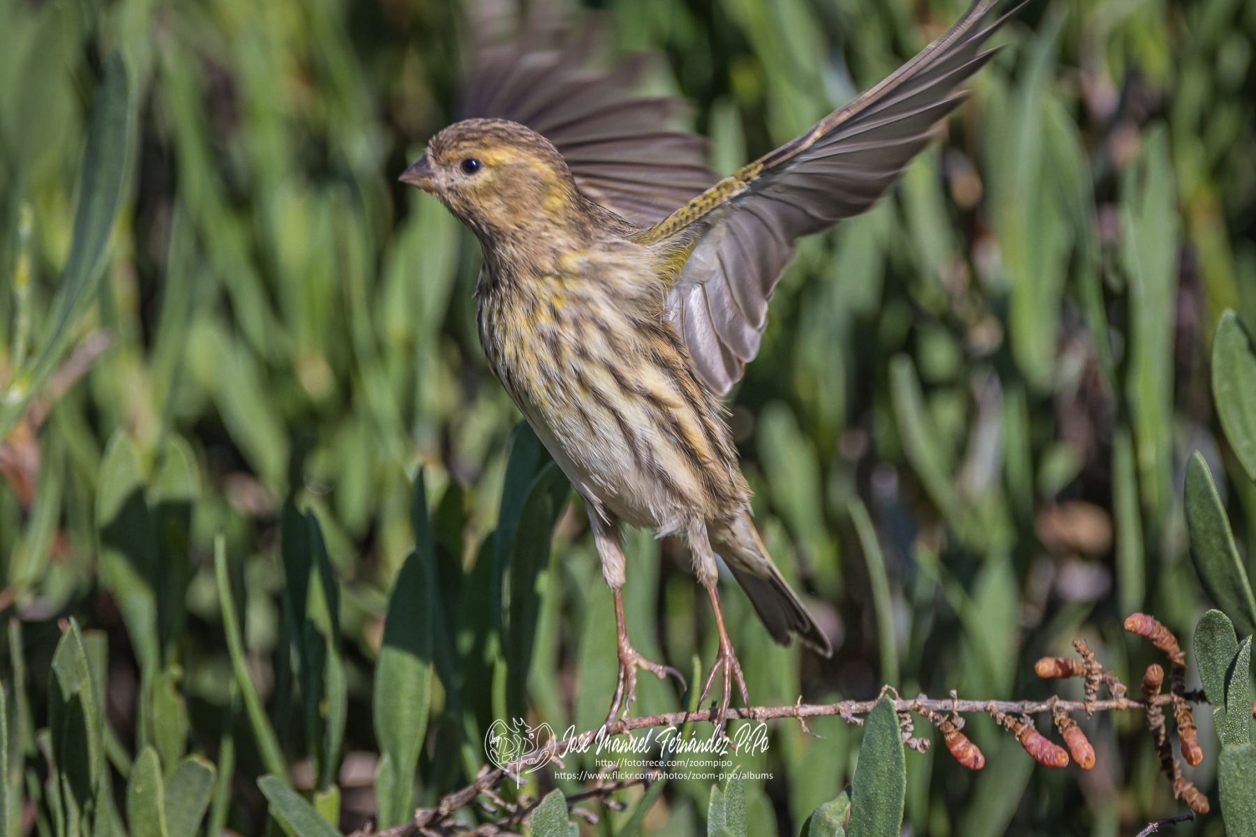 50990104167_9078c735af_or