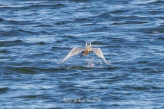 Charran Comun. Sterna Hirundo.