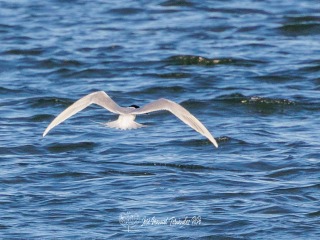 Charran Comun. Sterna Hirundo