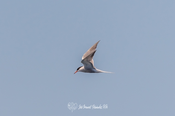 Charran Comun. Sterna Hirundo.