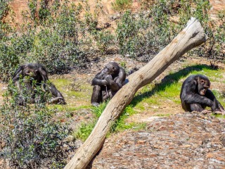 Chimpancé. Pan Troglodytes