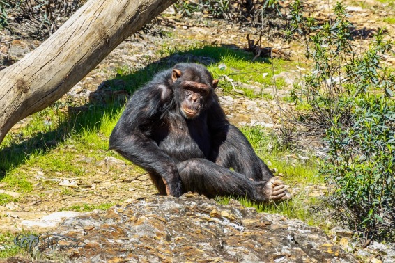 Chimpancé. Pan Troglodytes.