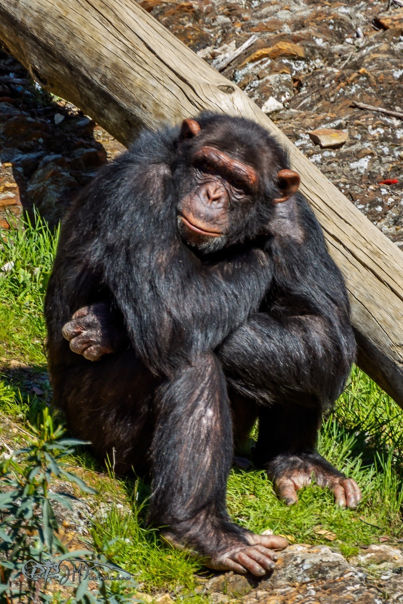 27101354288_bc56deca31_o