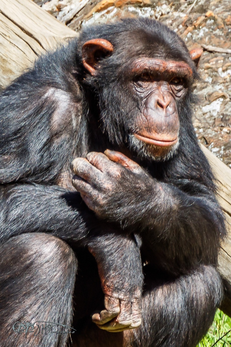 39163317080_dabaaebe4e_o