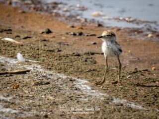 Chorlitejo Patinegro. Charadrius Alexandrinus