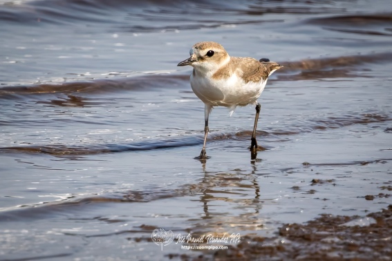 Chorlitejo Patinegro. Charadrius Alexandrinus.