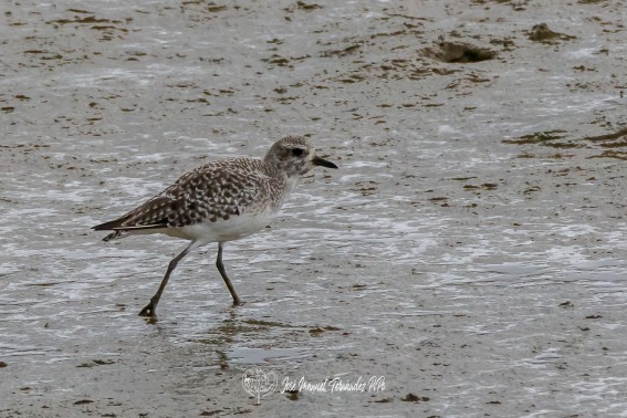 Chorlito Gris. Pluvialis Squatarola.