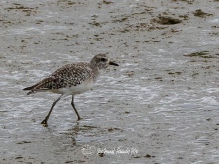 Chorlito Gris. Pluvialis Squatarola