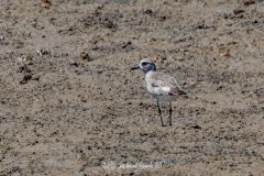 Chorlito Gris. Pluvialis Squatarola.