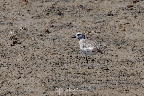 Chorlito Gris. Pluvialis Squatarola.
