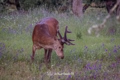 Ciervo Común. Cervus Elaphus.