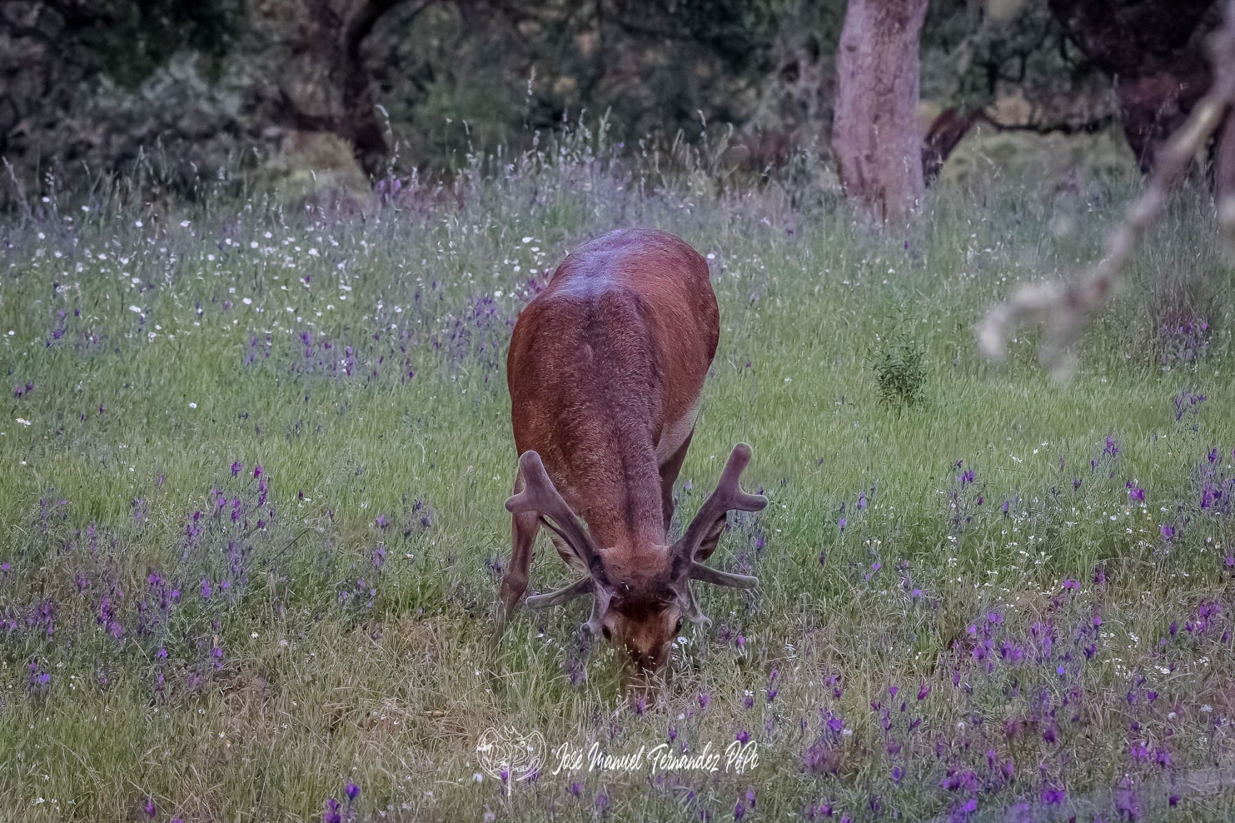 PiPo_359960-CR3_DxO_DeepPRIMErlr