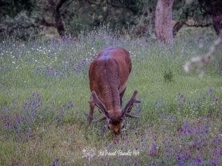 Ciervo Común. Cervus Elaphus