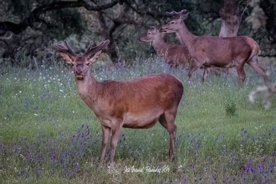 Ciervo Común. Cervus Elaphus.