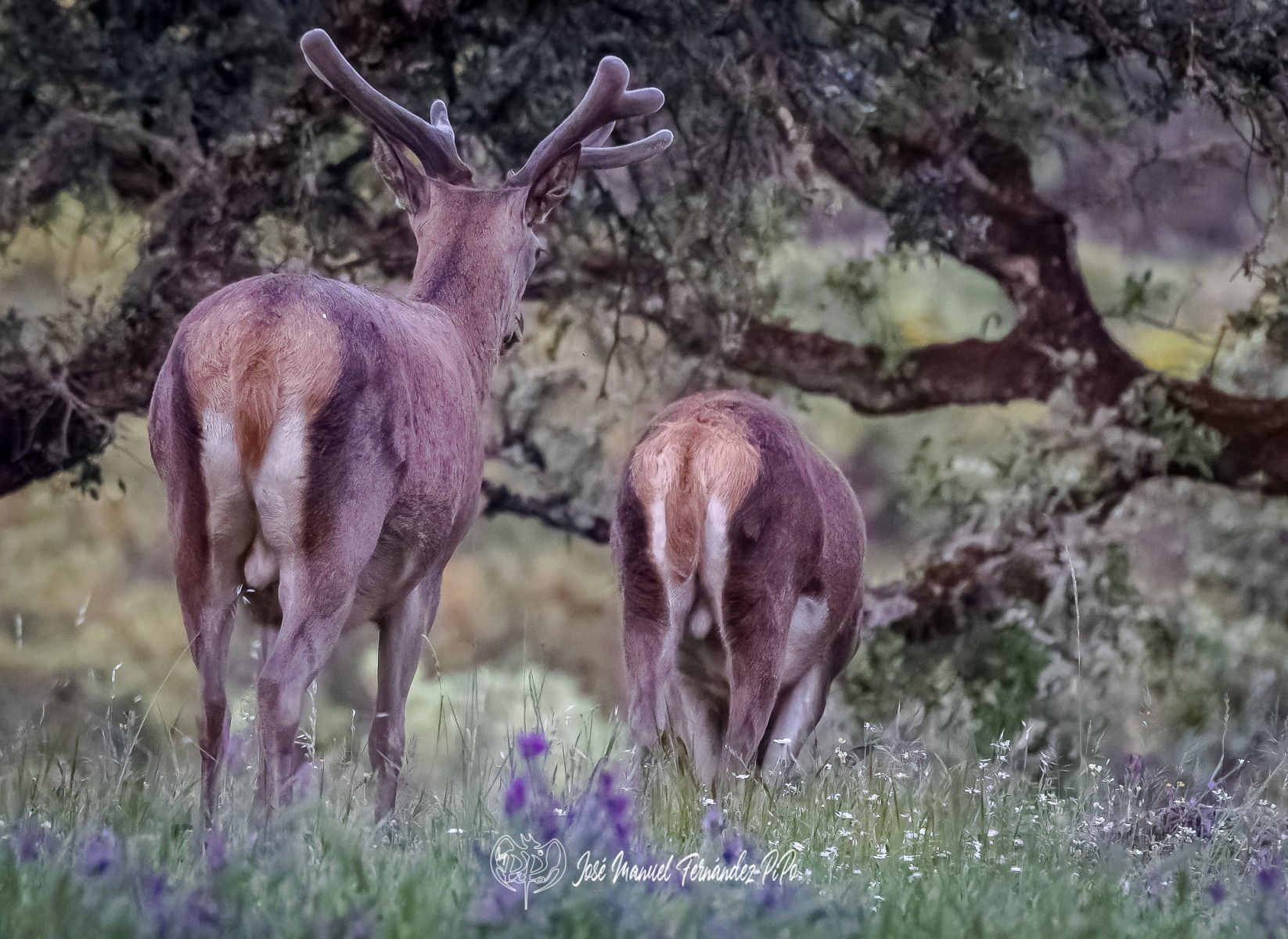 PiPo_360110-CR3_DxO_DeepPRIMErlr