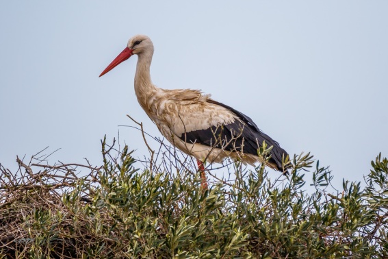 Cigüeña Blanca. Ciconia Ciconia.