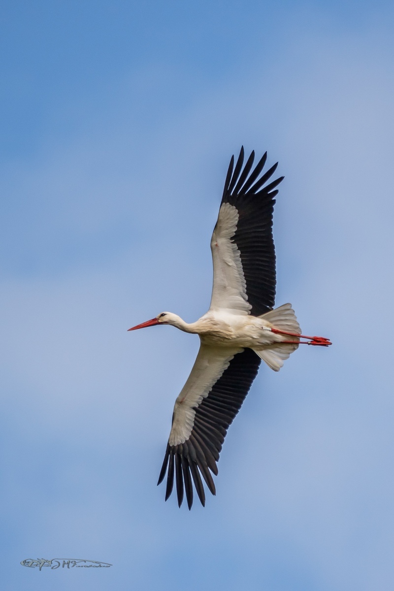 42270170692_4cf735e177_or