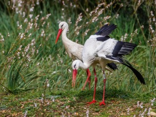 Cigüeña Blanca. Ciconia Ciconia