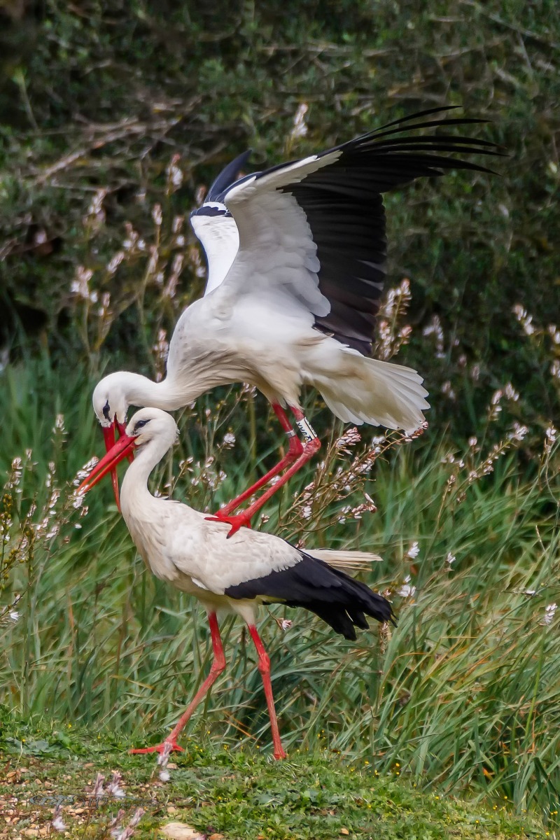 42270175402_5813955277_or