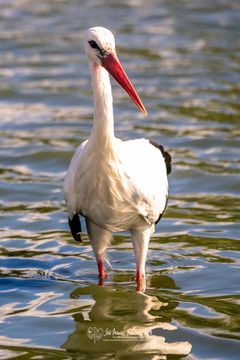 49745441947_a270cff644_or