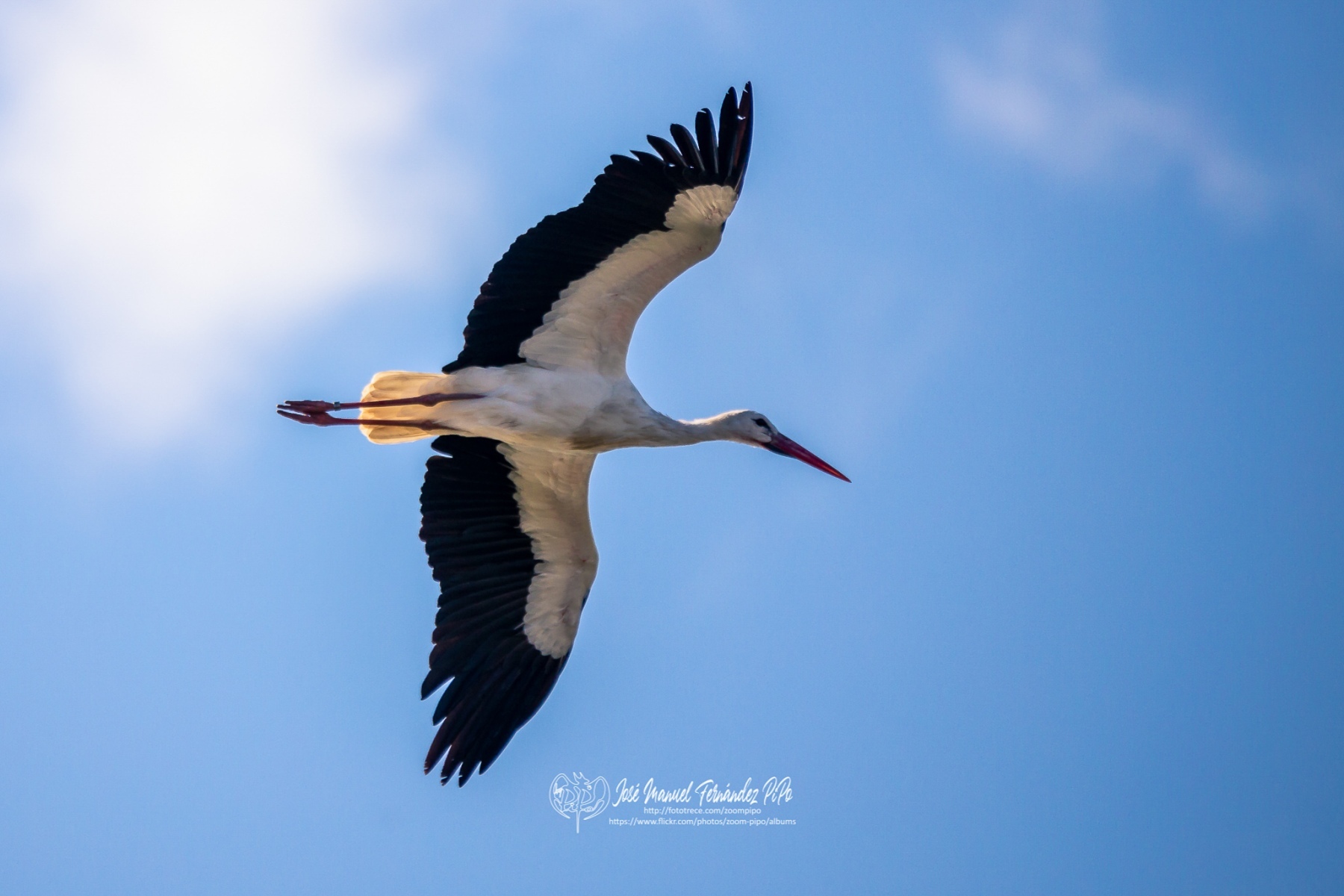 49745442812_4e68bd38d7_or