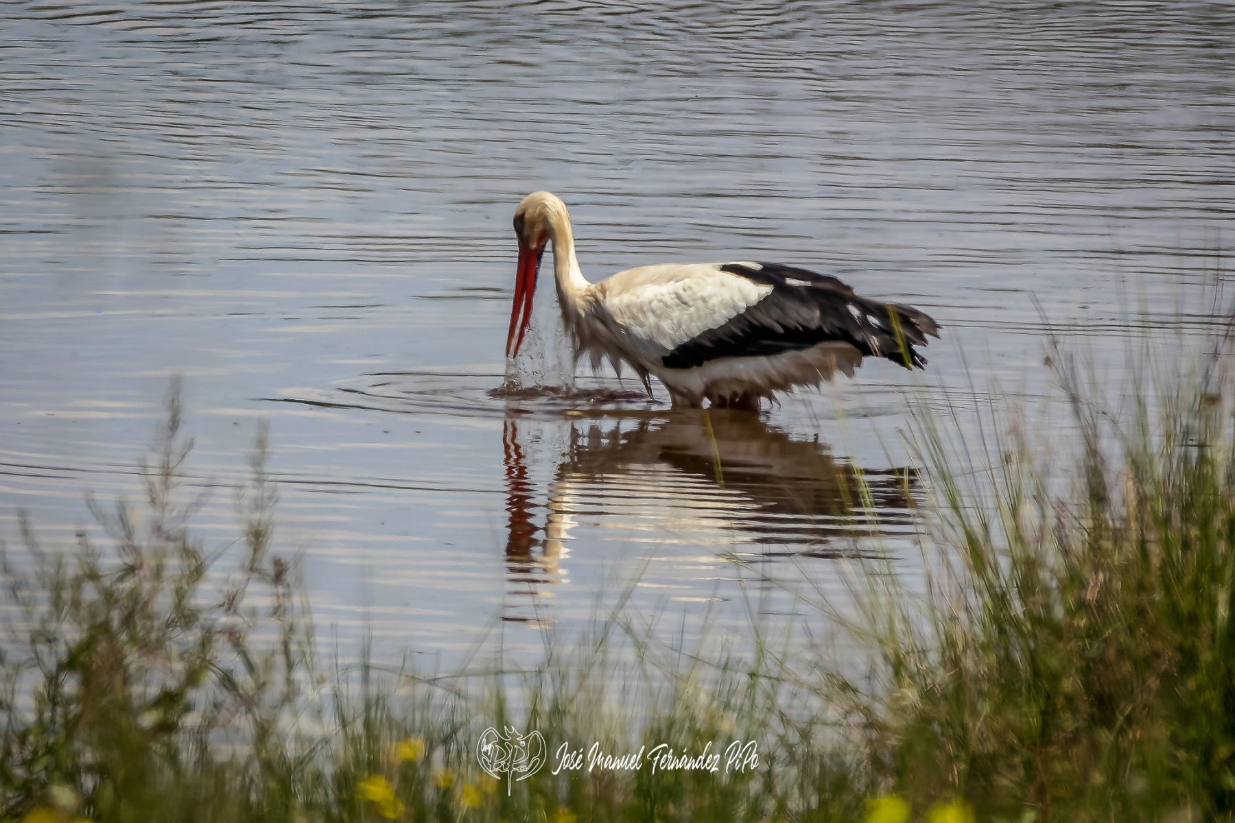 PiPo_354524-CR3_DxO_DeepPRIMErlr