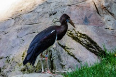 Cigüeña de Abdim. Ciconia abdimii.