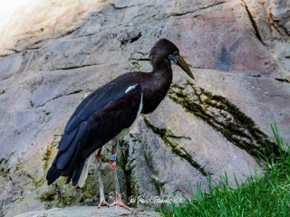 Cigüeña de Abdim. Ciconia abdimii