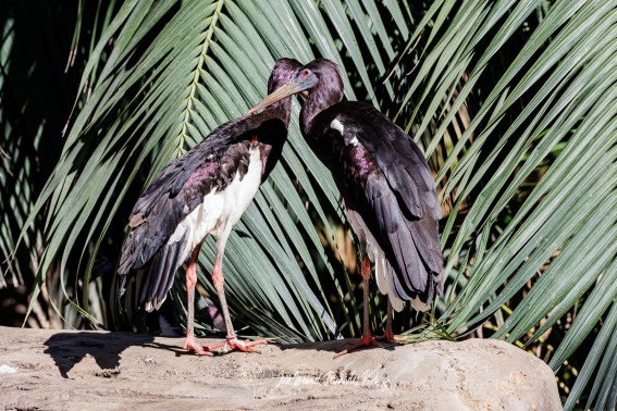 Cigüeña de Abdim. Ciconia abdimii.