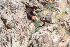 Cigüeña Negra. Ciconia Nigra.