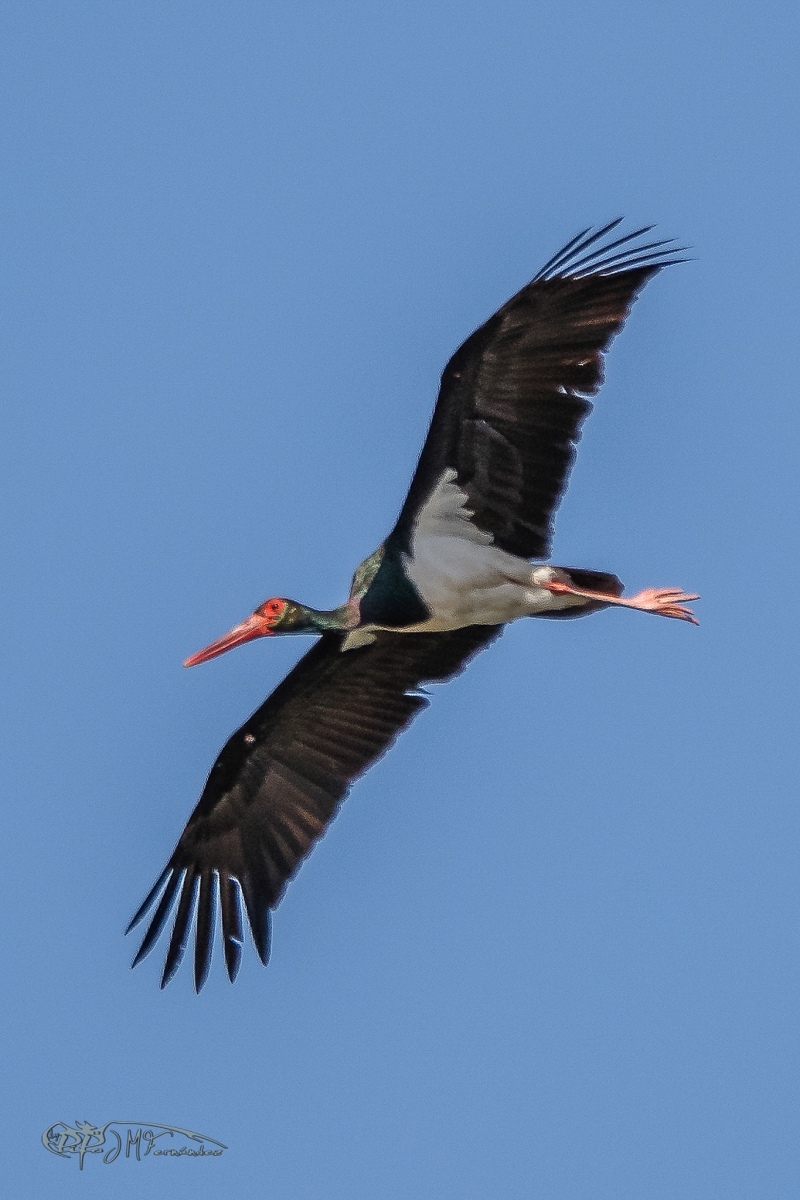 27402246887_42fd076a3f_or