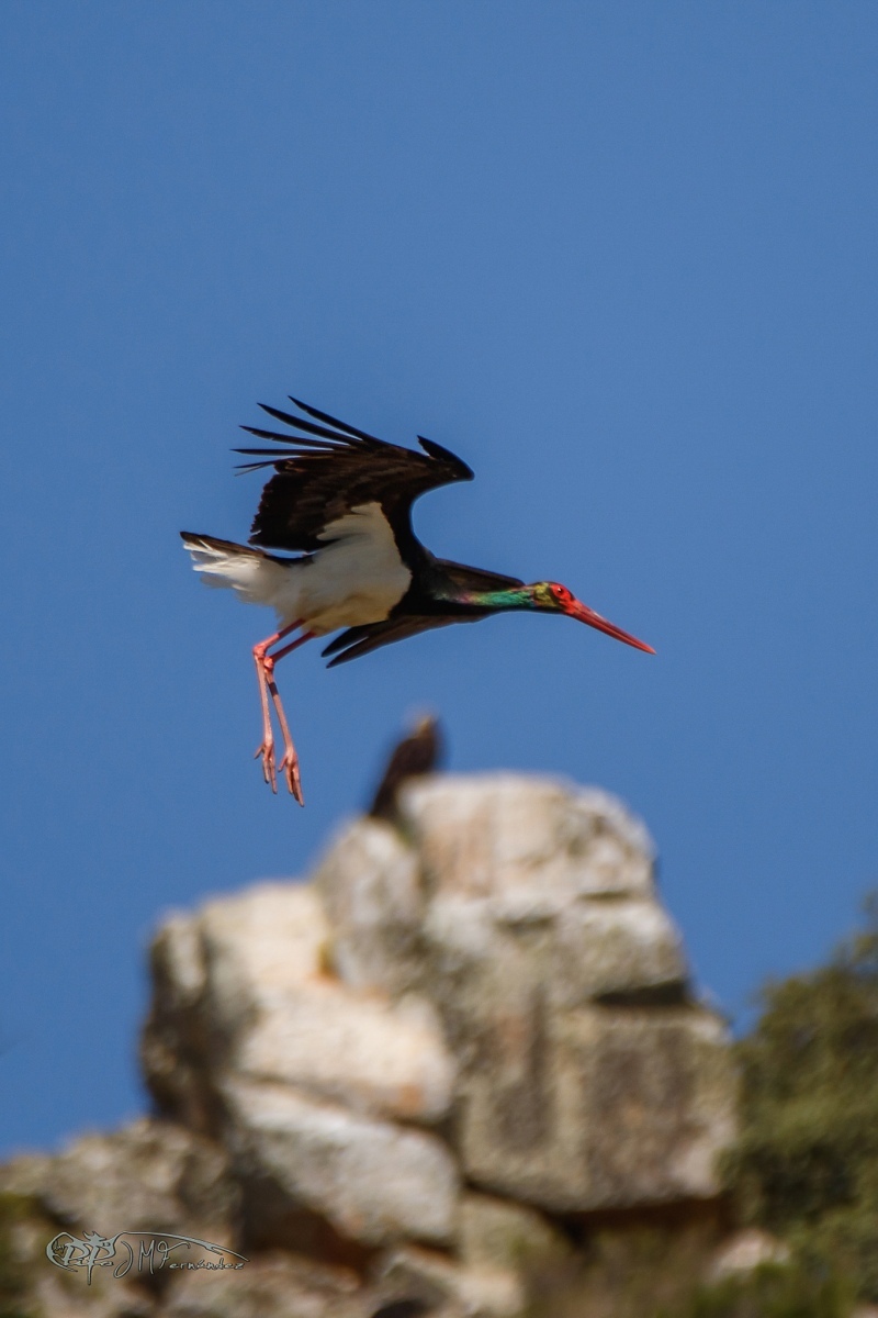 40245156700_e87c2bb84c_or