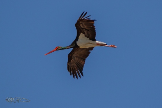 Cigüeña Negra. Ciconia Nigra.